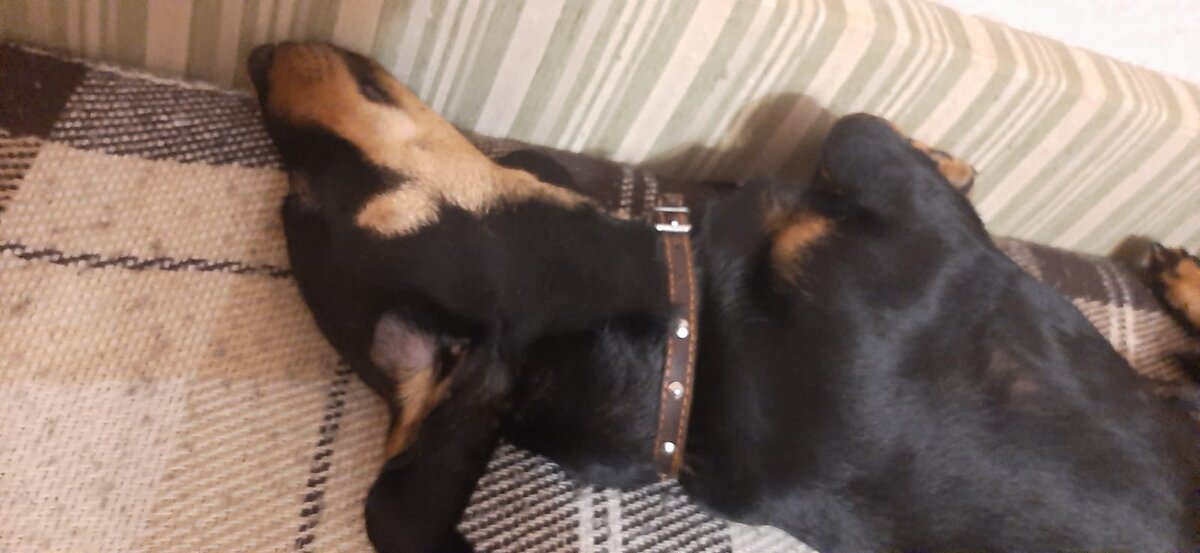 Спит практически всегда на спине!