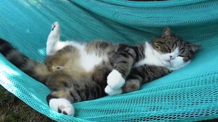 Все фотографии взяты из открытых источников интернета