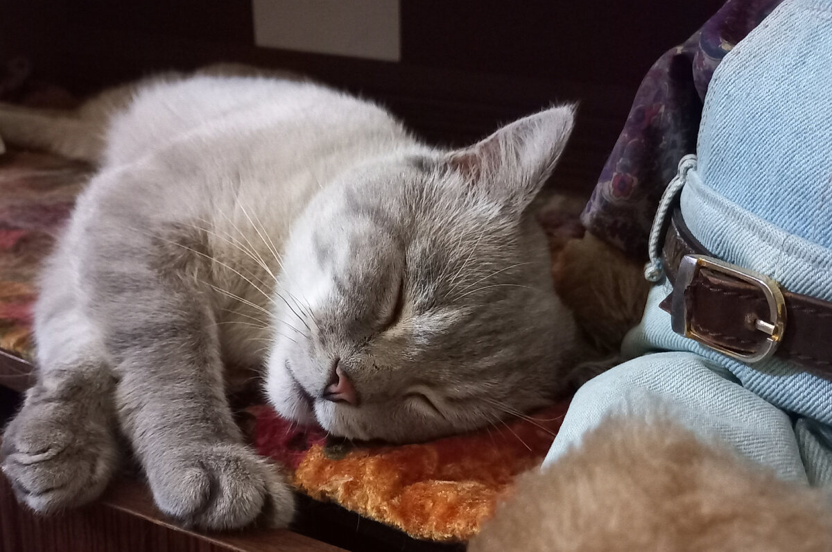 какой хороший когда спит, чесслово