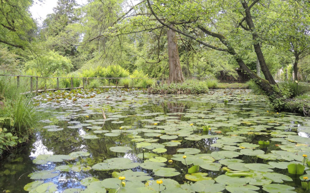 пруд в Orto Botanico Comunale di Lucca