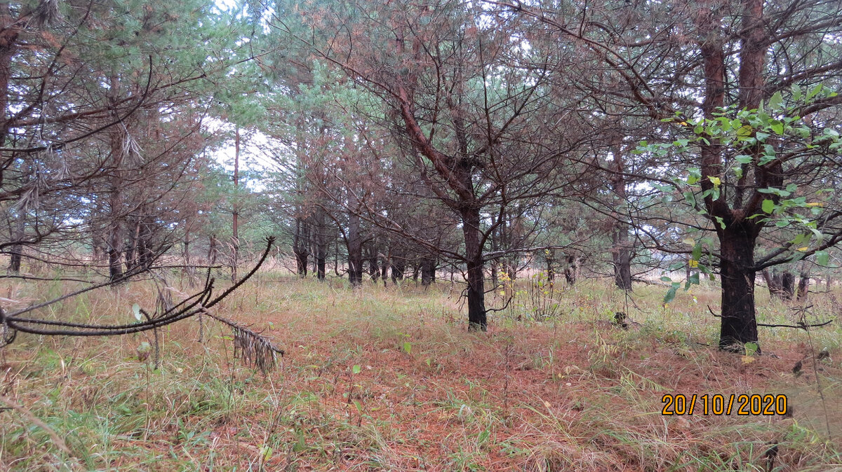 Фото автора.Гигрофоры растут и в средневозрастных соснах