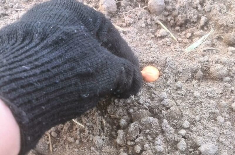Осенью сажаю лук-севок на огороде.