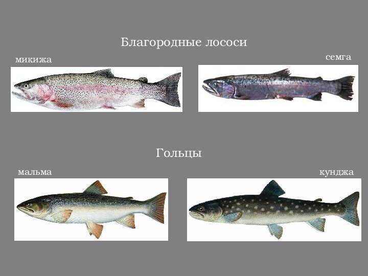 Гольцы семейства лососевых мальма и кунджа. Иллюстрация из открытых источников "Яндекс картинки"