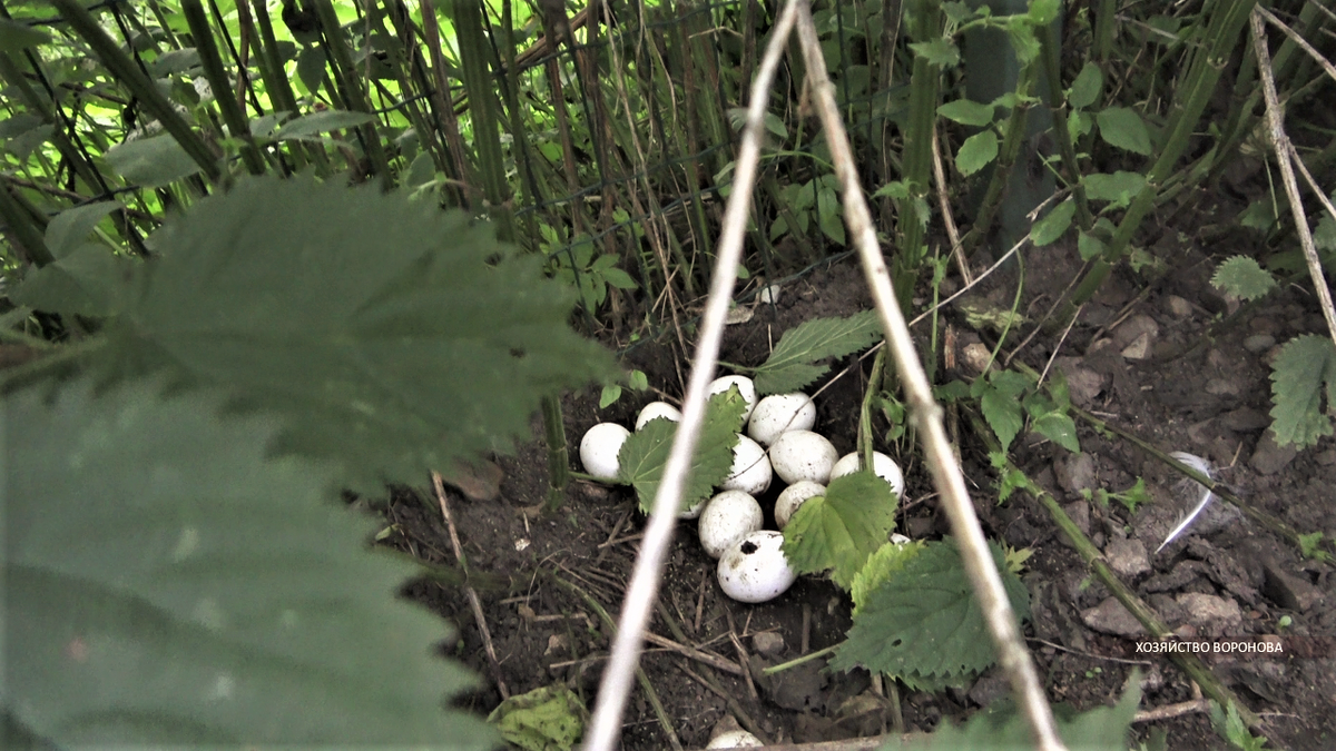 яйца в выгуле