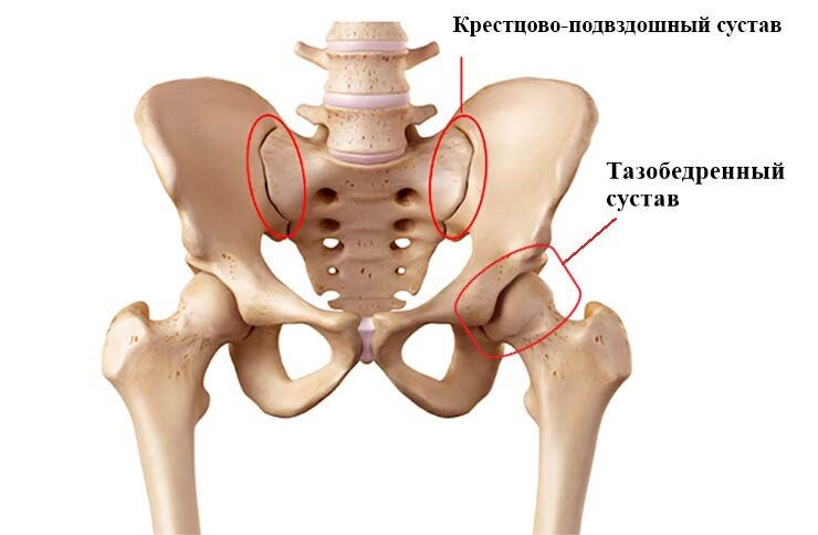 тазобедренный сустав сбоку. тазобедренный сустав анатомия строение с мышцами и связками. кости таза анатомия. тазобедренный сустав сбоку. функциональные тесты тазобедренного сустава.