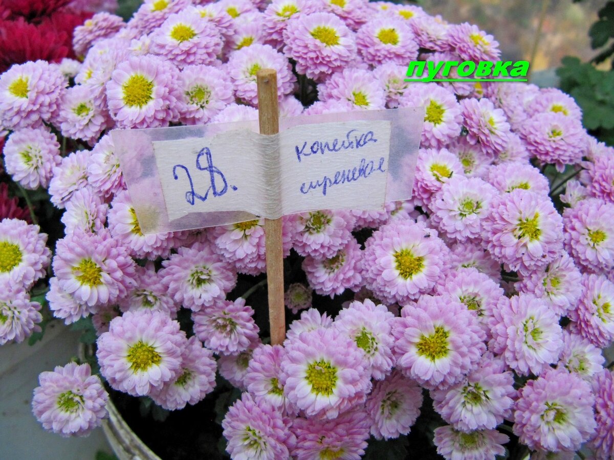 один из сортов моей новой коллекции хризантем