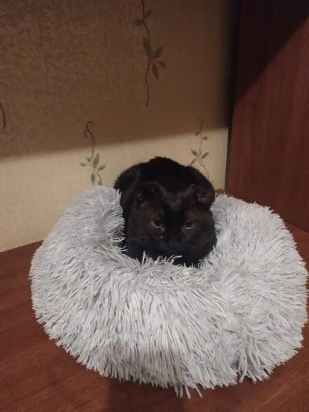 Фото из дома. Леха на новой лежаночке...