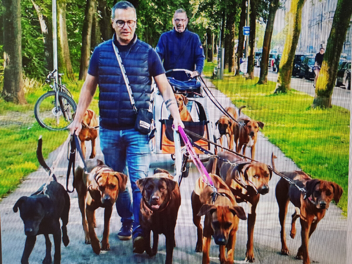 Вилли и Вольф на прогулке с собаками. Мюнхен.