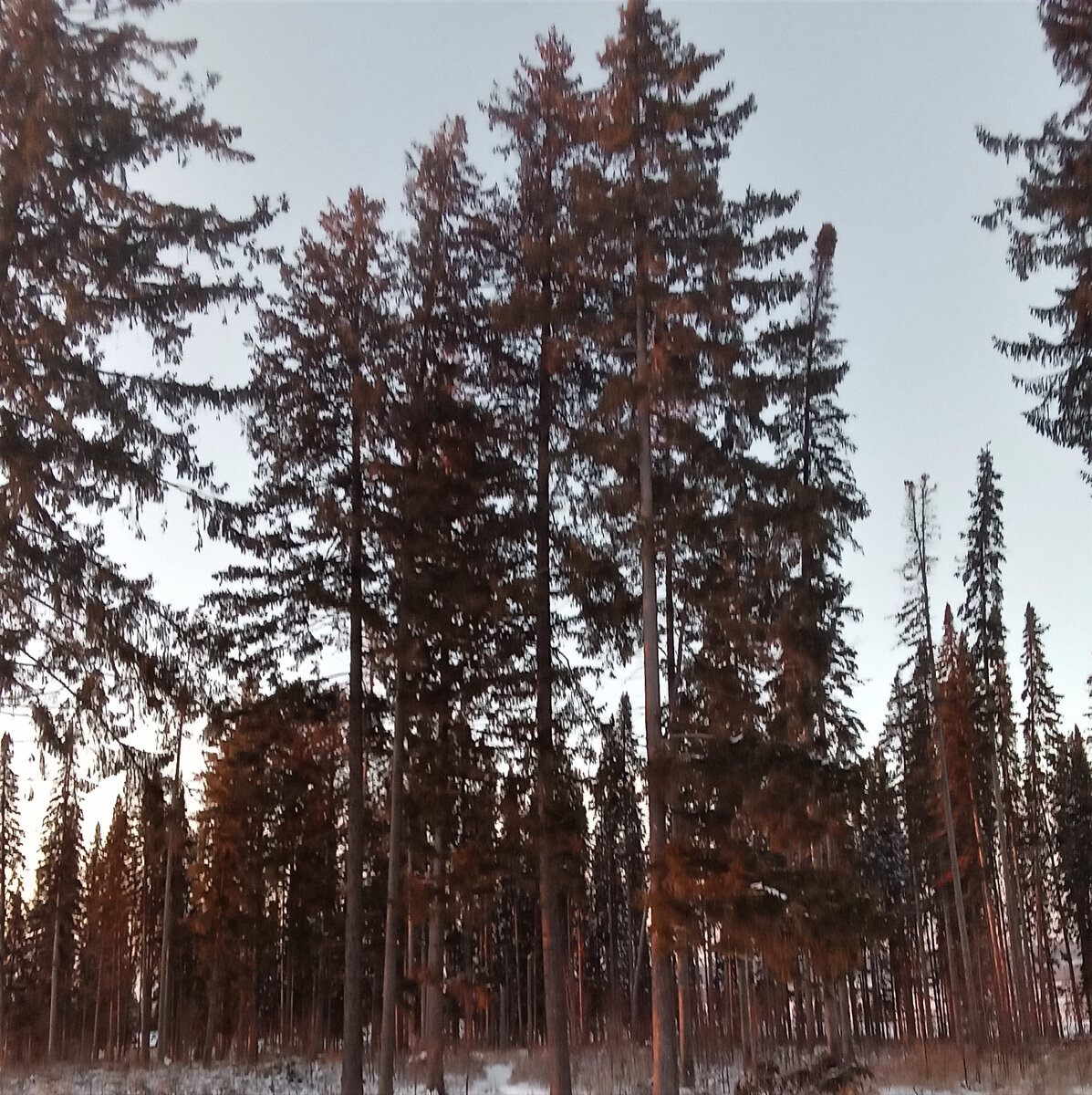 Лес на краю поселка. Фото автора канала.