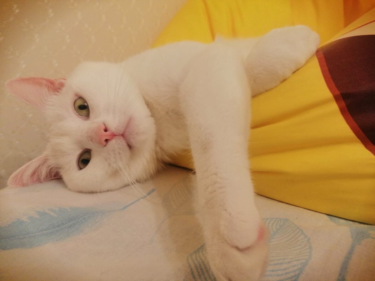 Мой любимый кот