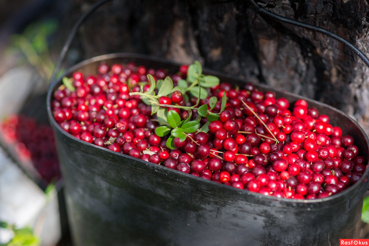Небольшая пайва брусники