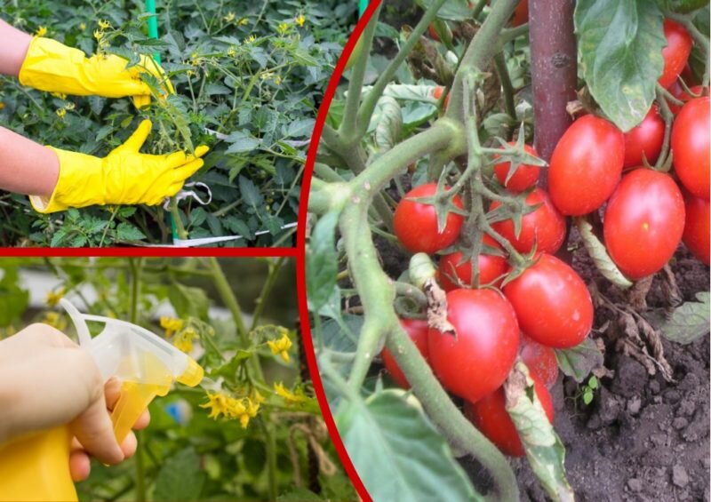 Томат Диаболик