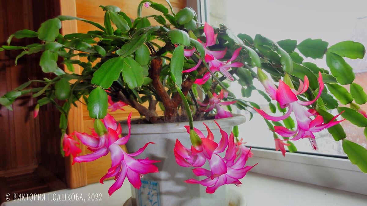 Декабрист в марте, фото автора