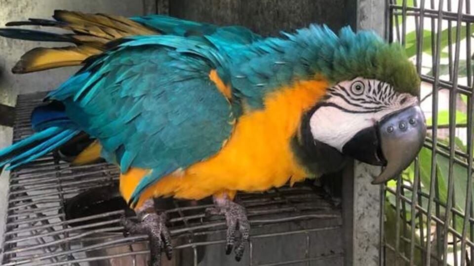 Попугай с титановым клювом выглядит как супергерой 