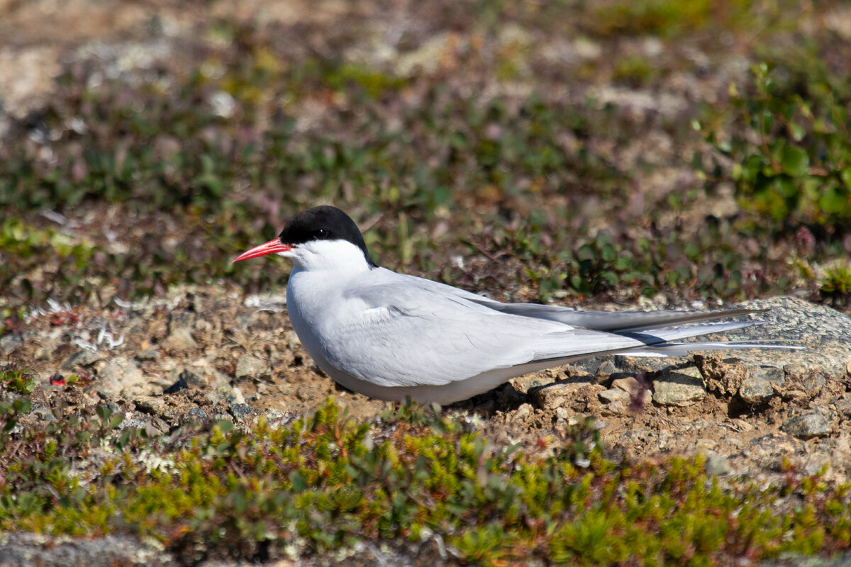 Полярная крачка. Фото автора