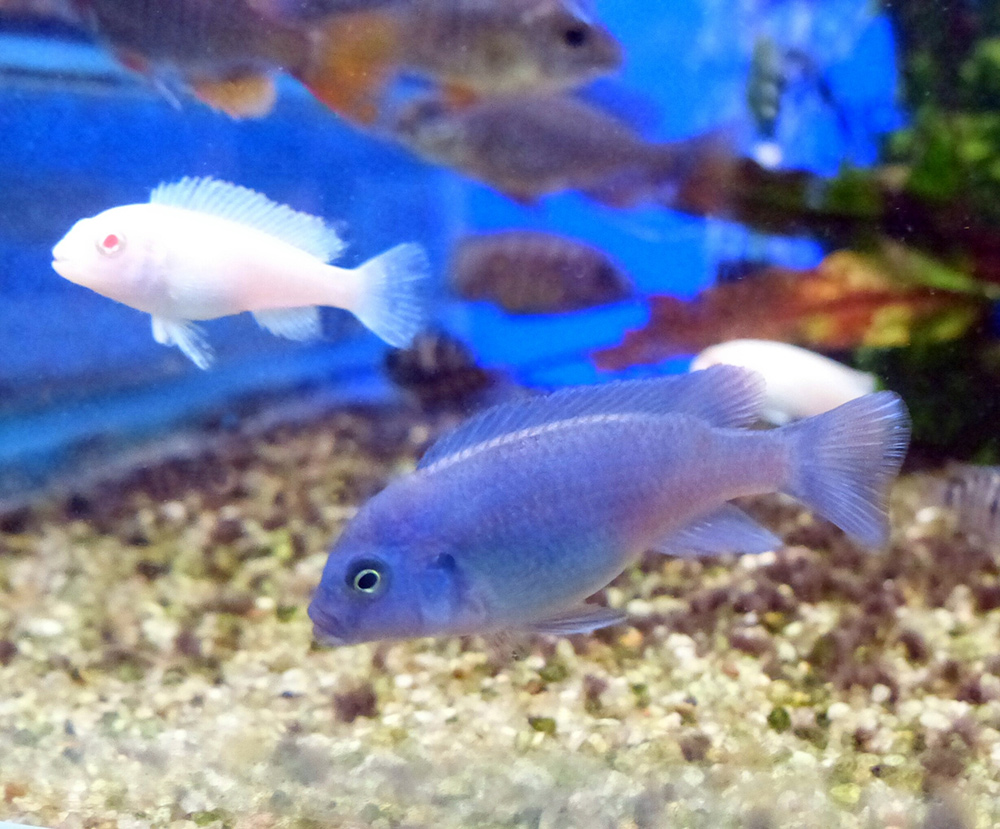 Вынашивающая икру во рту самка псевдотрофеуса зебра из оз. Малави