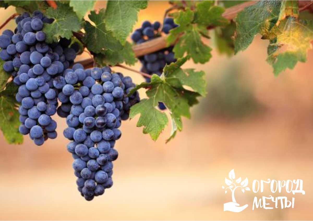 Сорта винограда, которые приятно удивят каждого дачника! Новые видывинограда для дачного сада