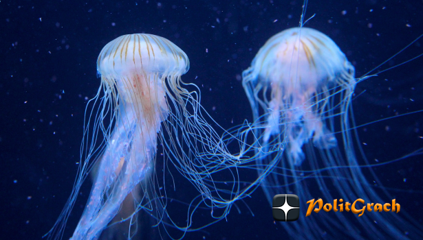 Persblik. Лицензия Pixabay. Бесплатно для коммерческого использования