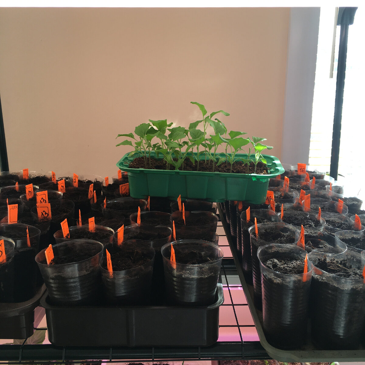 Берегите посевы от грибного комарика