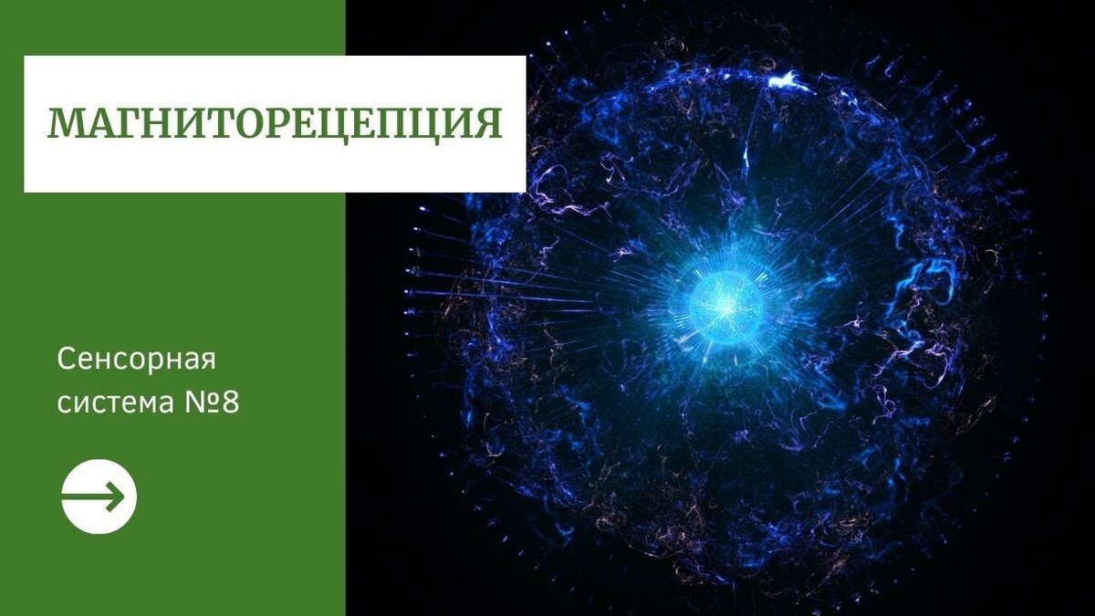 Магнитная ориентация. Магниторецепция. Как работает магниторецепция?.