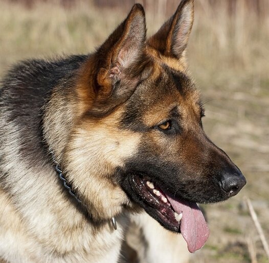 Немецкая овчарка чепрачного окраса