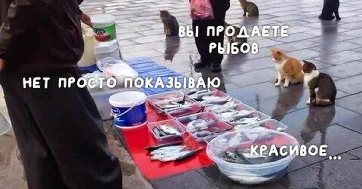 Известный мем про котов и красивых "рыбов"