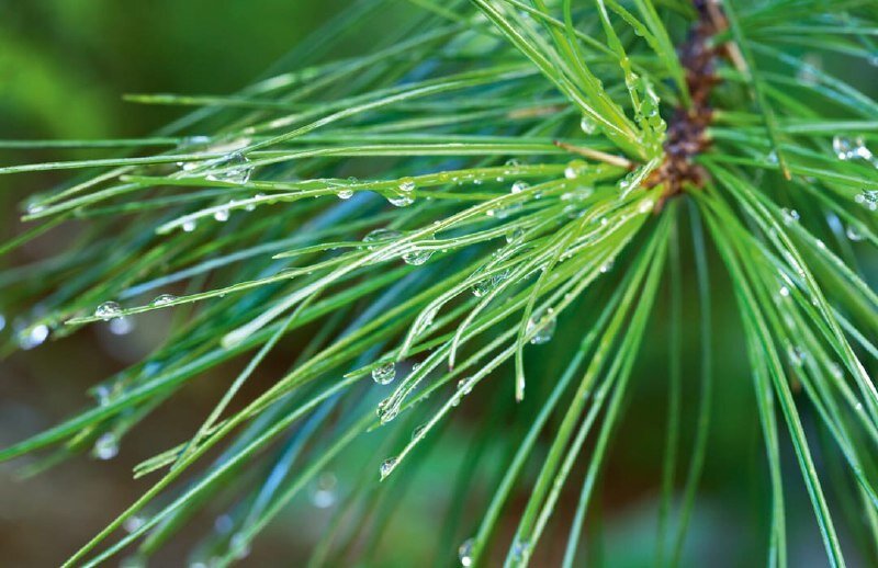 Фото Katvic/ Shutterstock.com