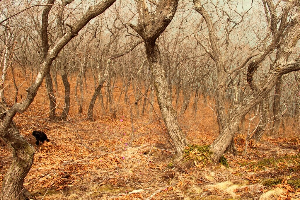 приморский дубочки, начало апреля бухта Лошкевич г.Находка Приморский край. унылая серость...