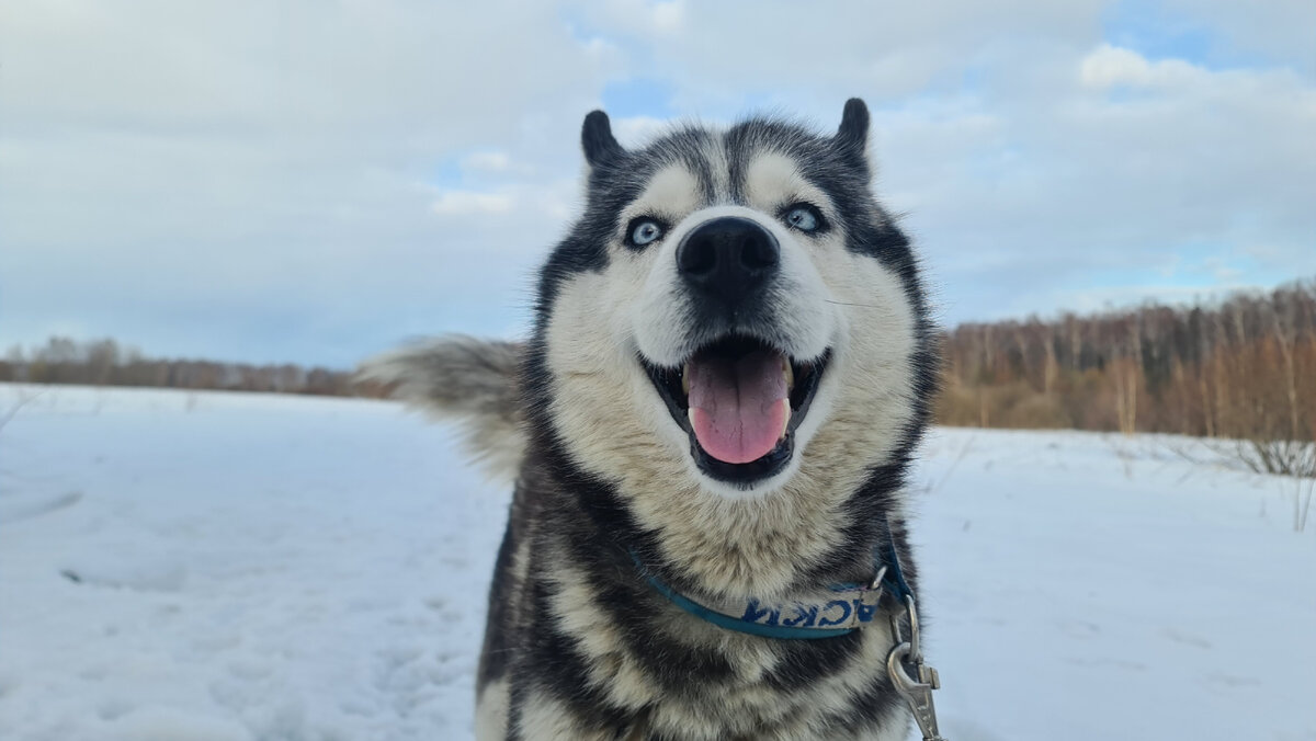 Ген хаска баратраума. Спас хаски. Спас хаски. Хаски шоколадного окраса. Спас хаски.