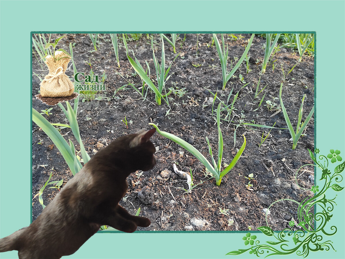Весенняя подкормка чеснока