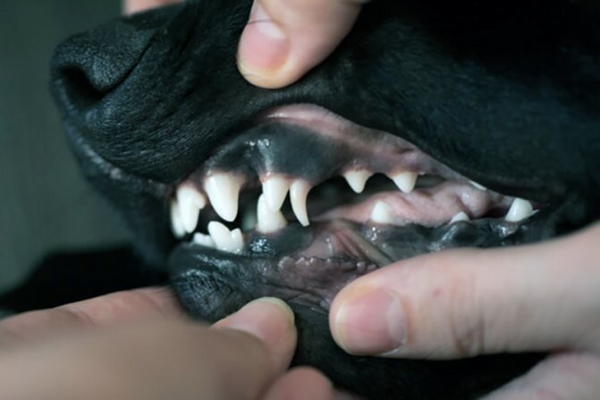 фото с сайта fun-cats.ru