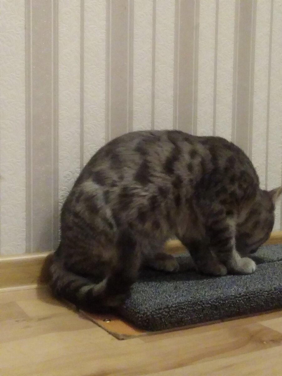 Всё ещё не привык к когтеточке❤️