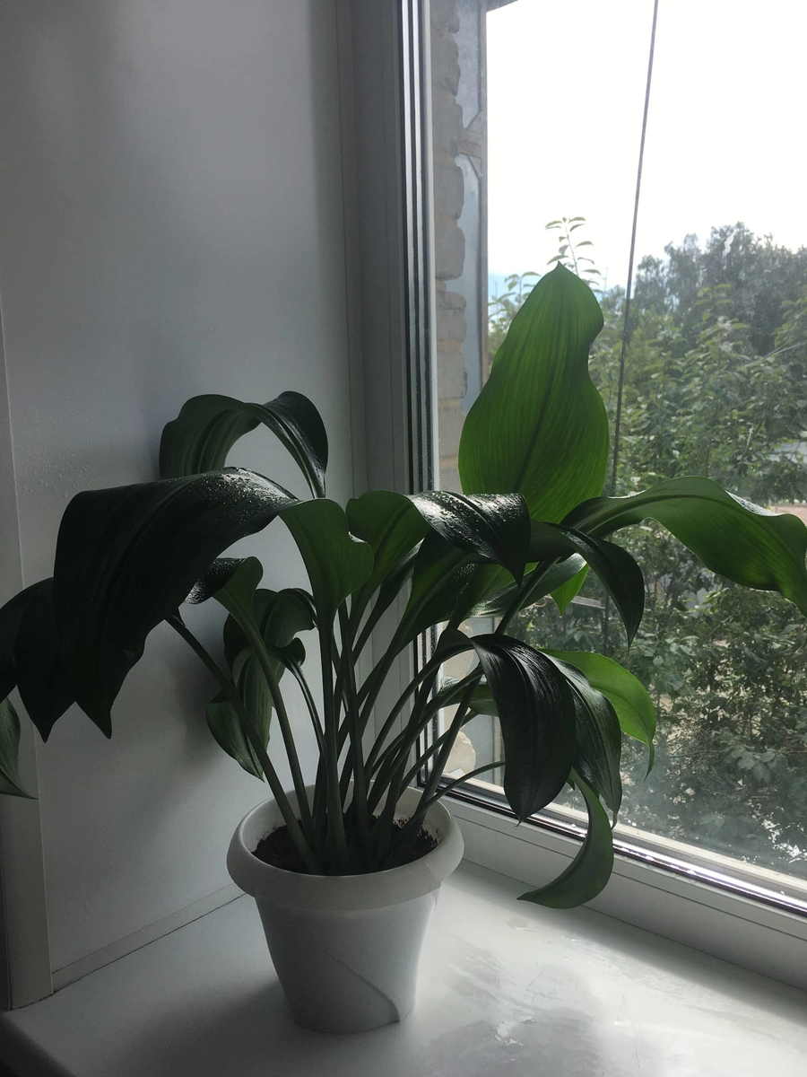 Таким был мой Эухарис в прошлом году