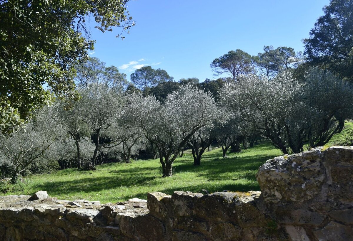Оливковая роща