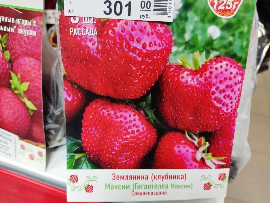 Клубника "Максим" Крупноплодный Гибрид, 5 штук саженцев - купить с доставкой по 