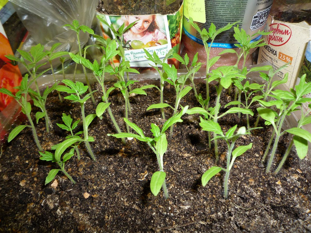 Взято из открытых источников.  Яндекс. Картинки.