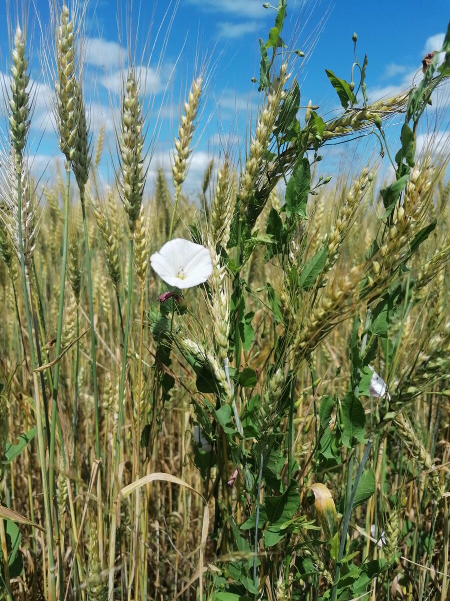 Вырос в поле колосок: он не низок, не высок... 