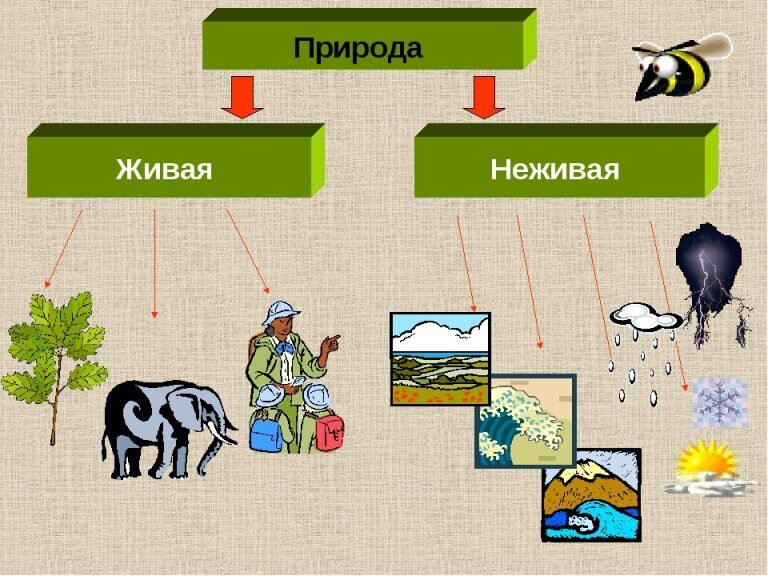 Физическое единство неживой и живой природы.