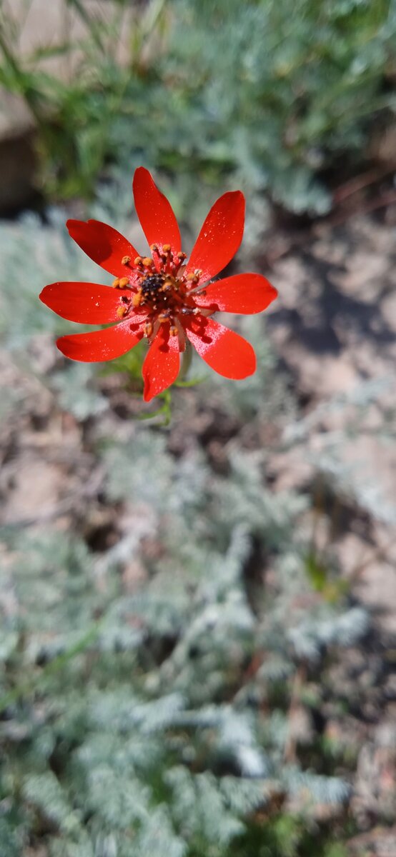 Адонис пламенный