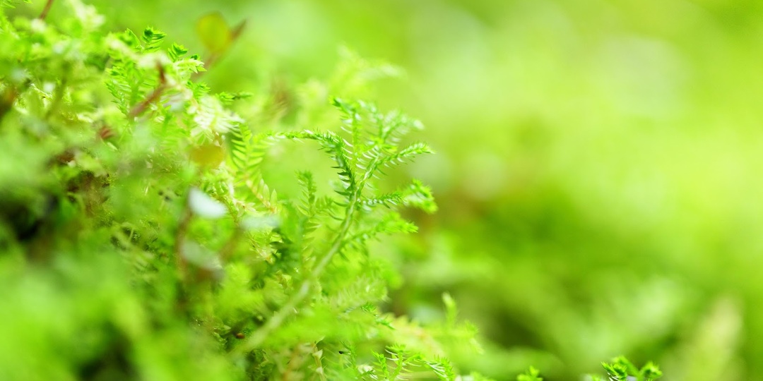 Конопатка или герметик для сруба: что лучше?