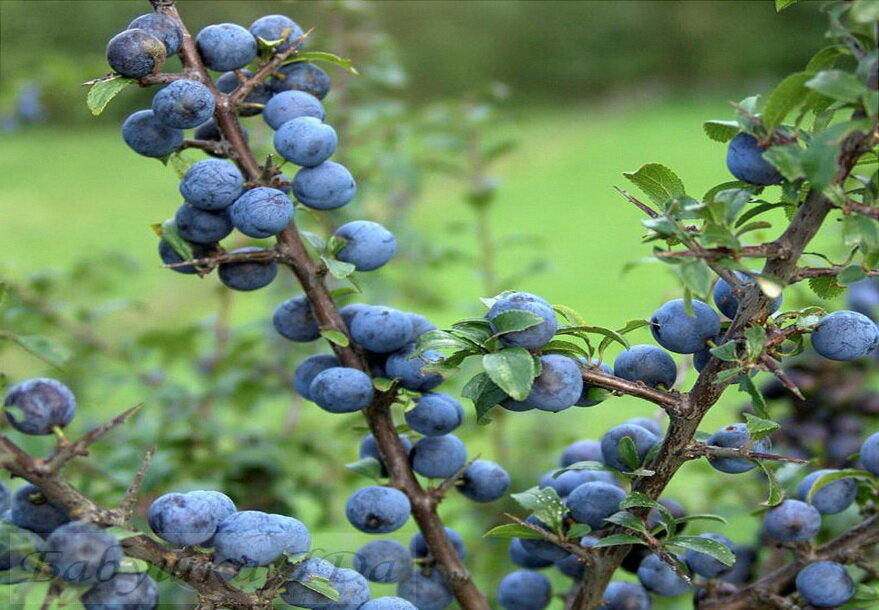 Так выглядит терновник