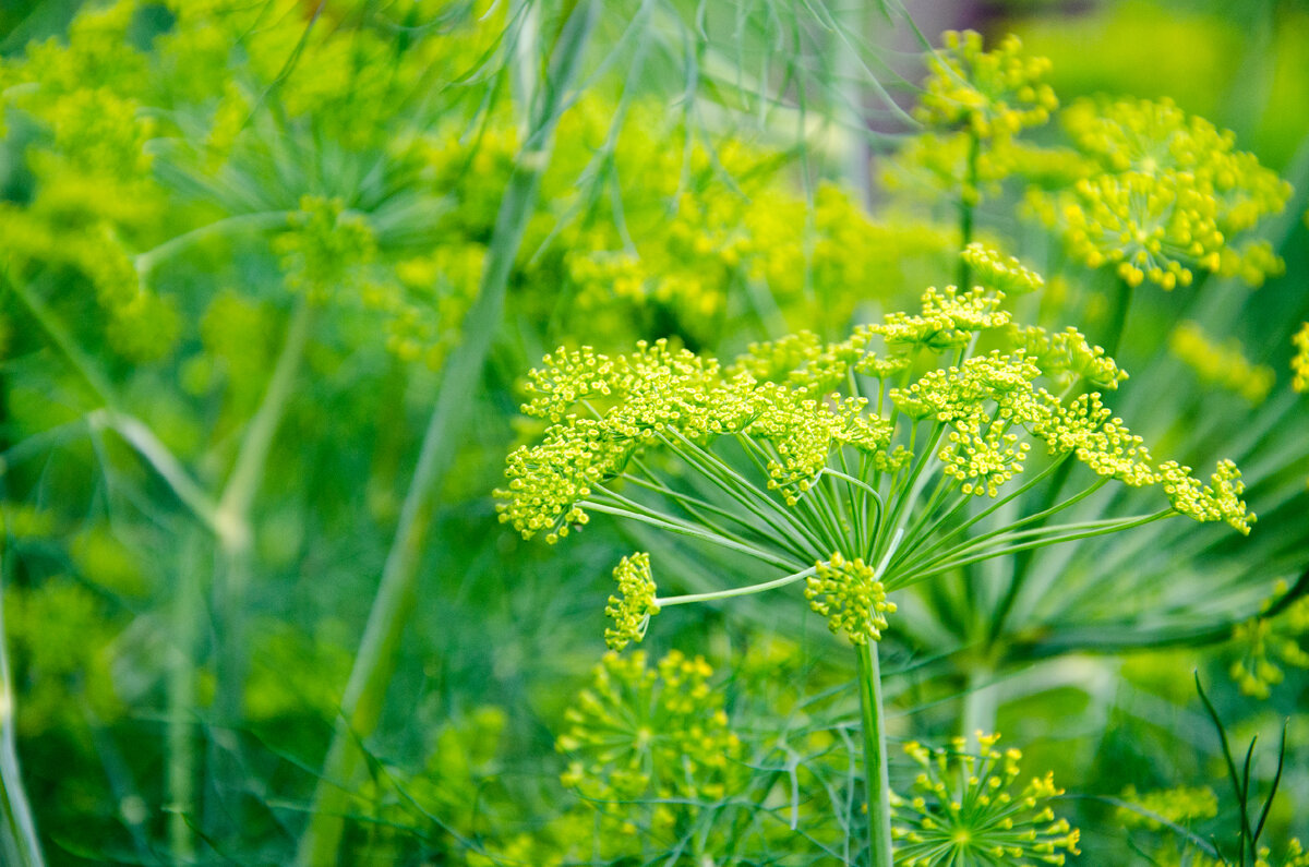 Травы для молодости, красоты и оздоровления кожи | Зелёная стрекоза 🌼🌼🌼  | Дзен