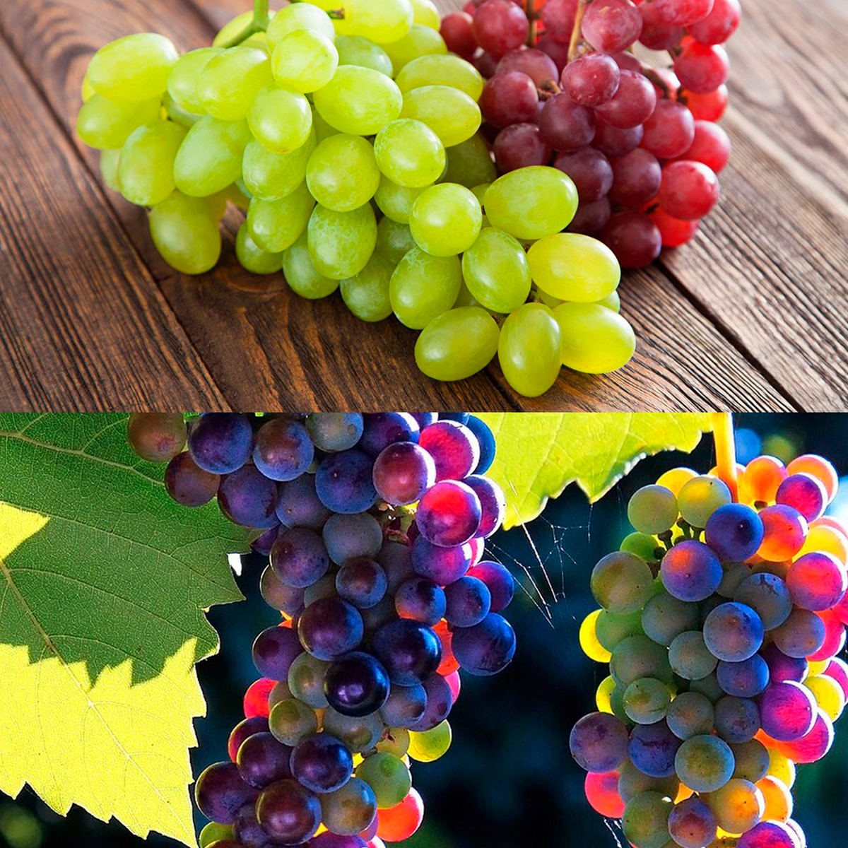 как вырастить виноград из саженцев