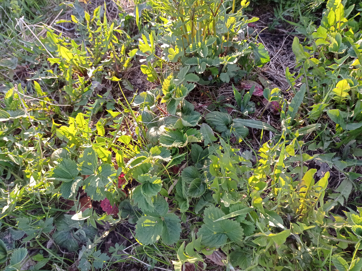 Вот так выглядела моя клубника две недели назад. Сейчас все значительно хуже