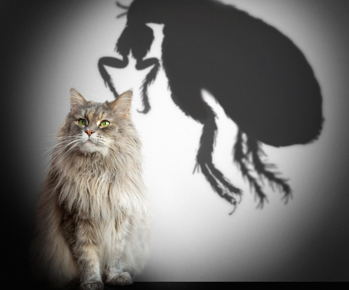 Блохи, блохи и ещё раз блохи