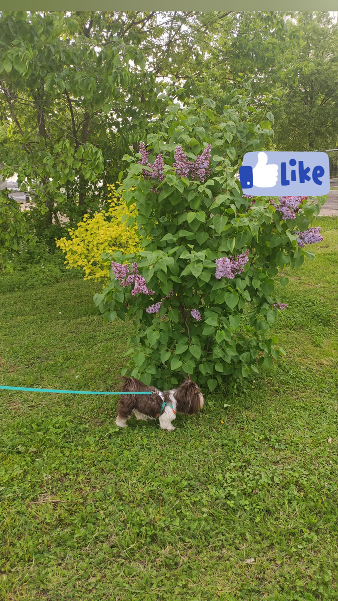 Кустик красивый, а я все равно позировать не буду