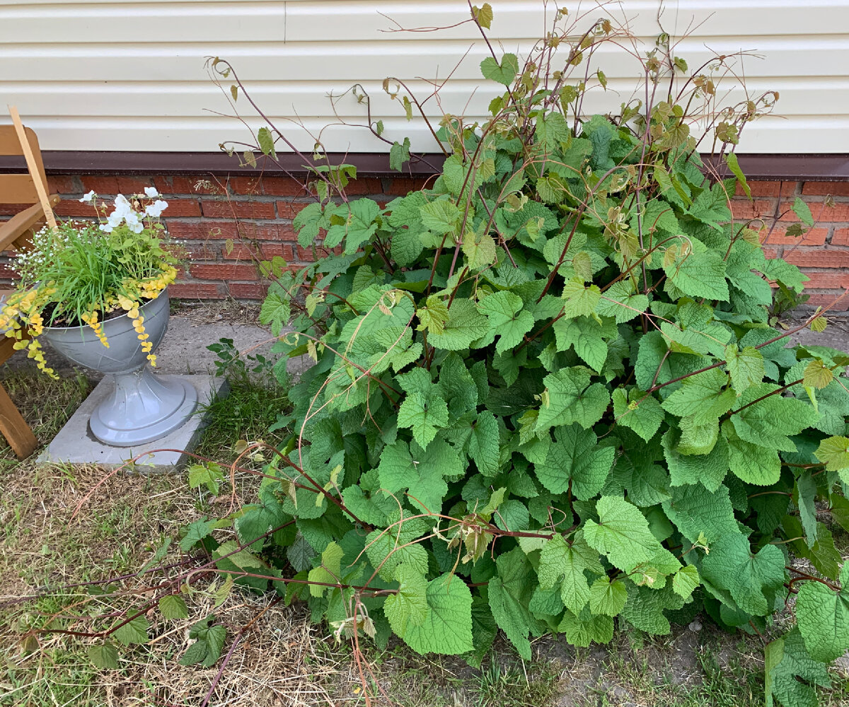 Фото Аллы Анискиной. Дальневосточный виноград. Середина июня и он уже зацветает. Ему холодная весна и зимовка без укрытия не помешали вовремя проснуться.