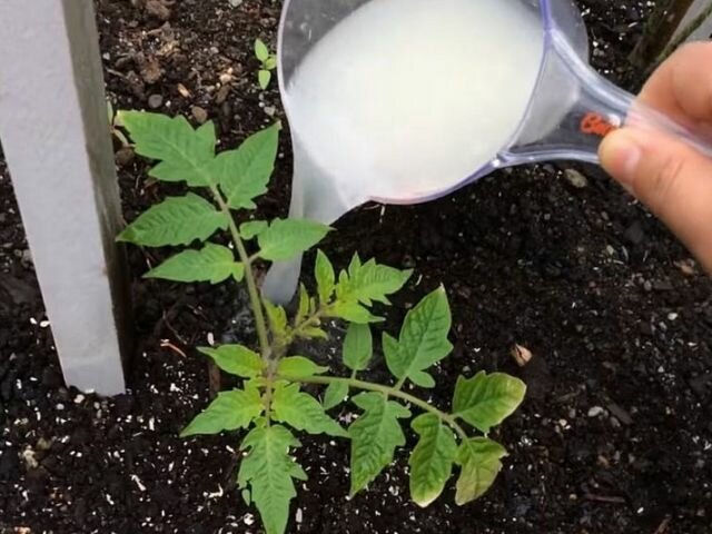 Добавьте описание