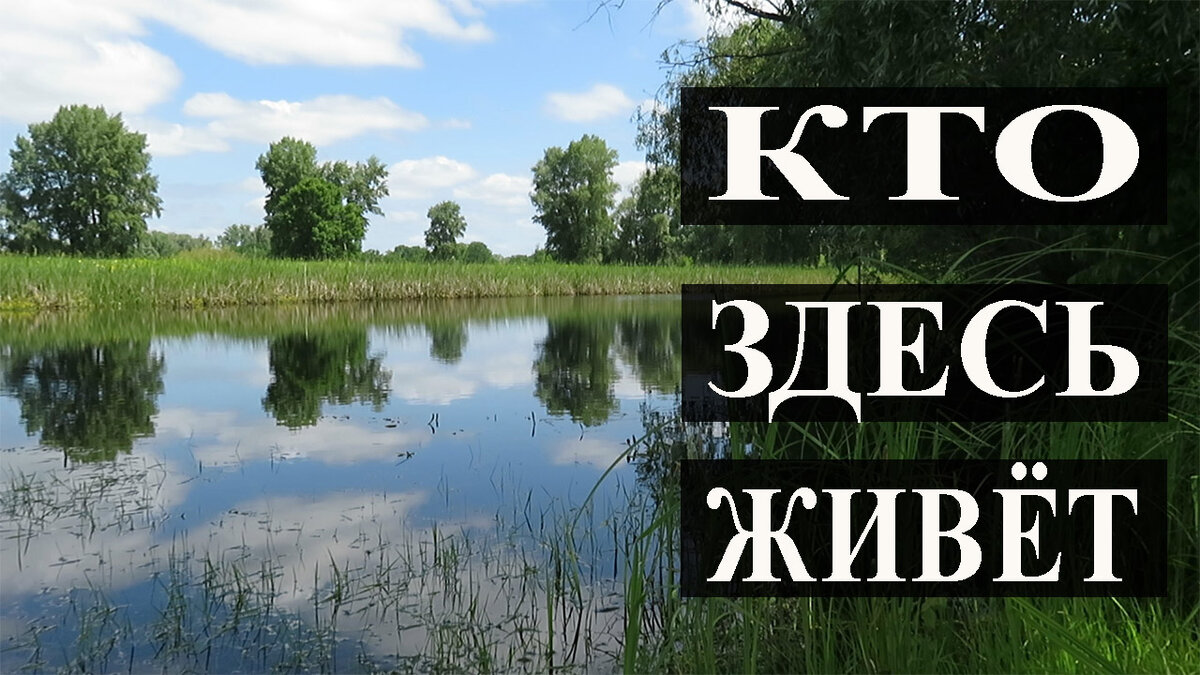 Крошечное озеро бережно хранит своих обитателей