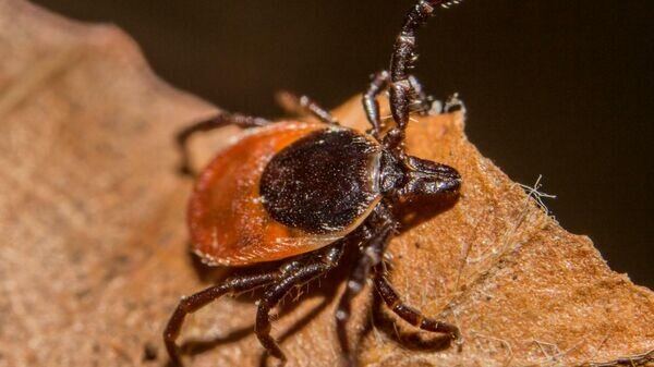    Черноногий клещ Ixodes scapularisCC BY 2.0 / Lennart Tange /